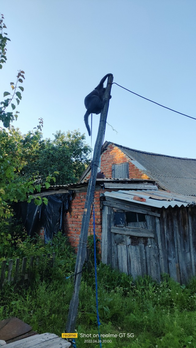 Лето и коты
