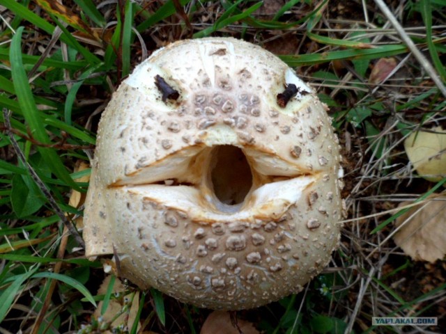 Генералы песчаного карьера