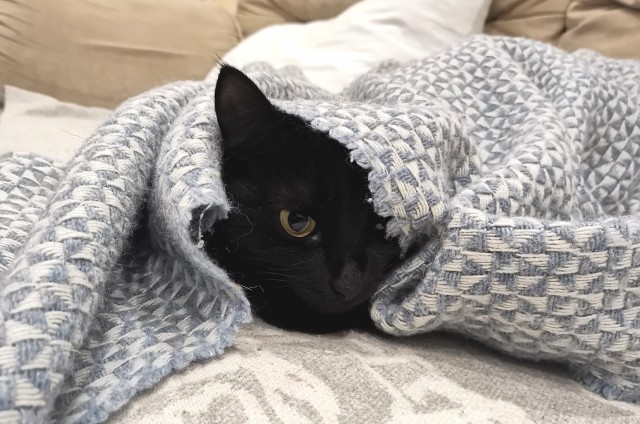 Котовторник 1.11.22