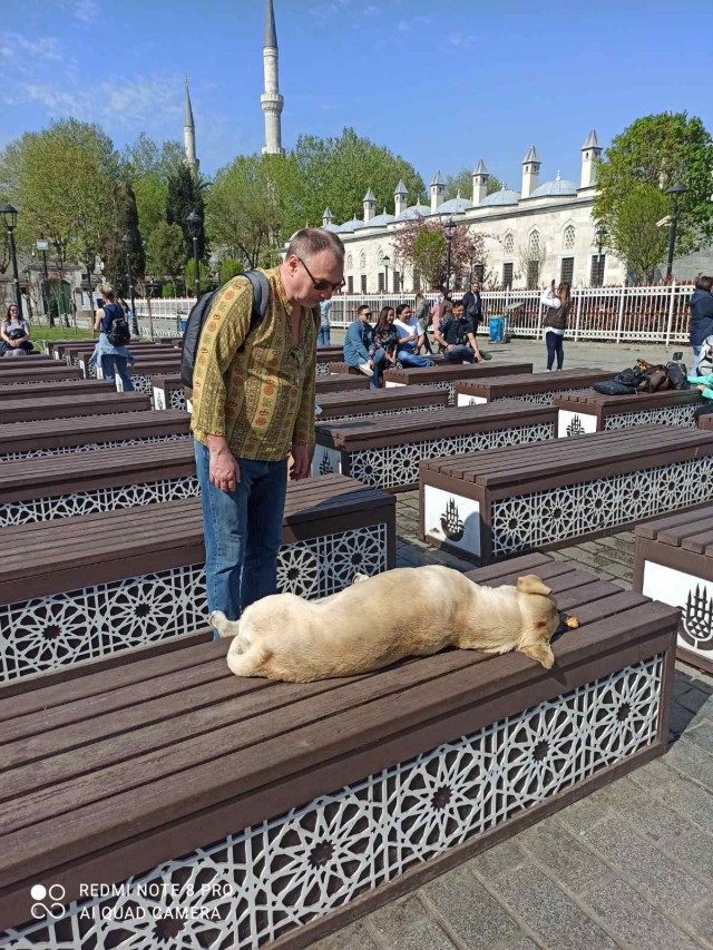 Стамбульские коты