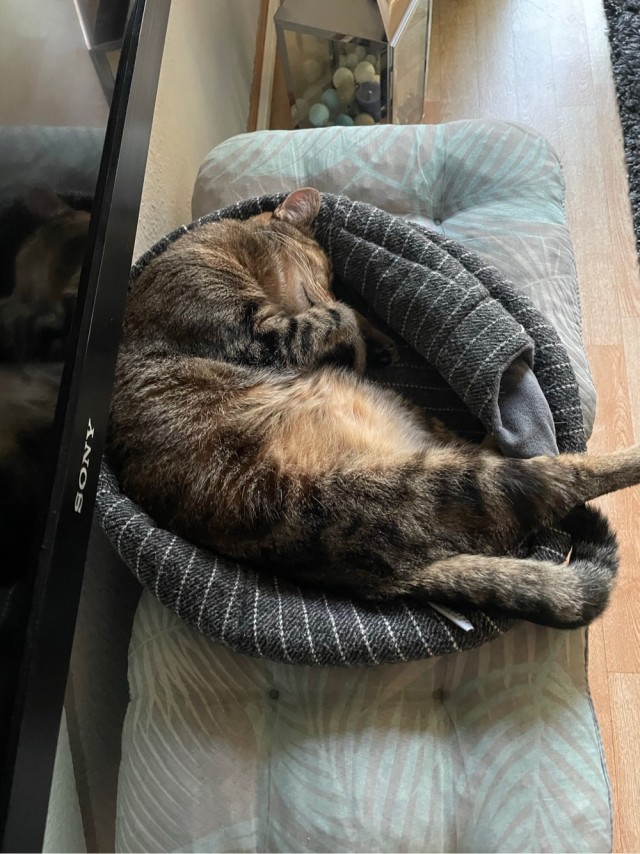 Котовторнику посвящается
