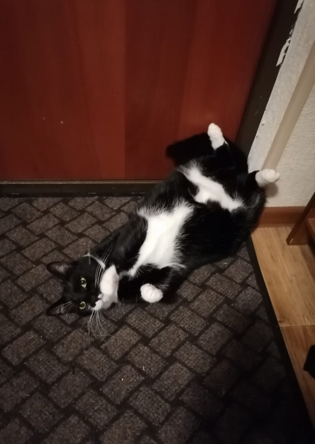 Коточетверг!