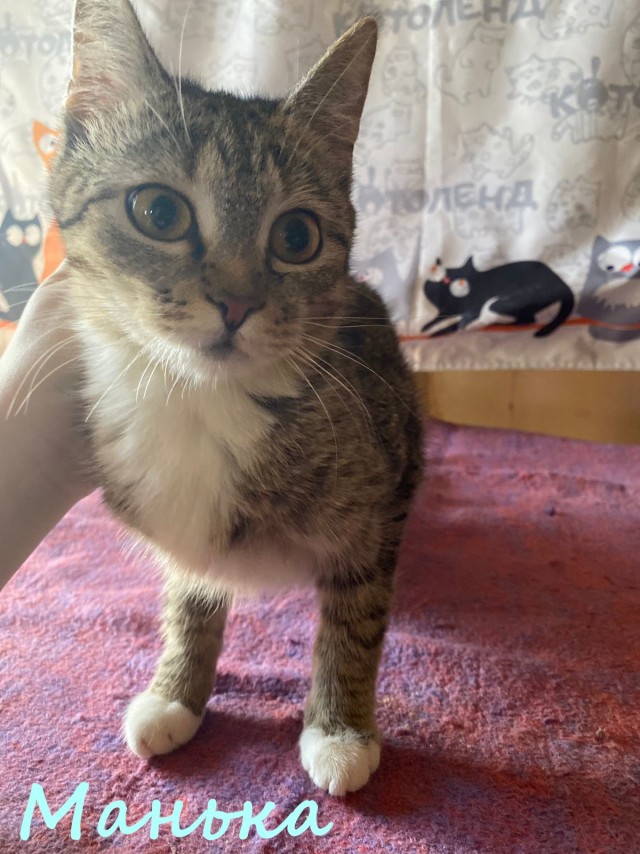 Жизнь домашнего приюта "Котоленд" 379