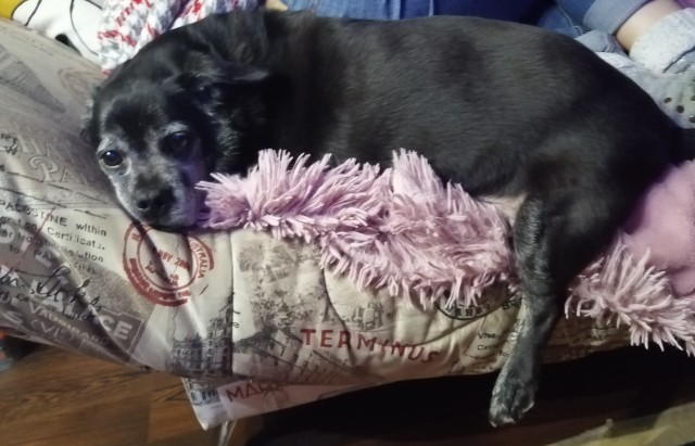 «Собачьи годы»