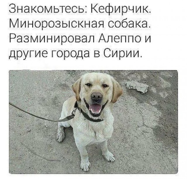 Подборка служебных собак