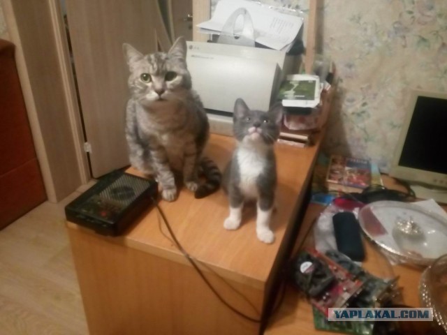 Это кошка считается самой старой в Британии. И вчера ей исполнилось 32 года