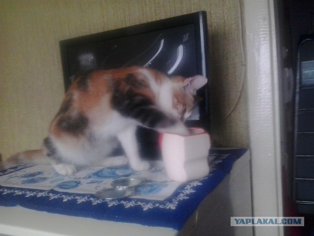 Котовторник 16.04.2013