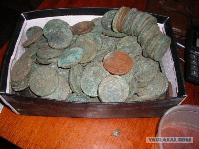 Акулы средней полосы