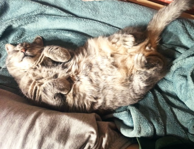 Котя моя. Ну и пусть собакочетверг!