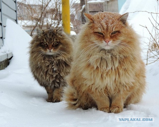 Котейка радуется снегу