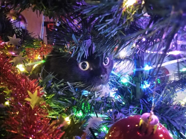 Первый Котовторник 2024