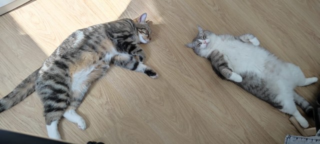 Котенок для дочки