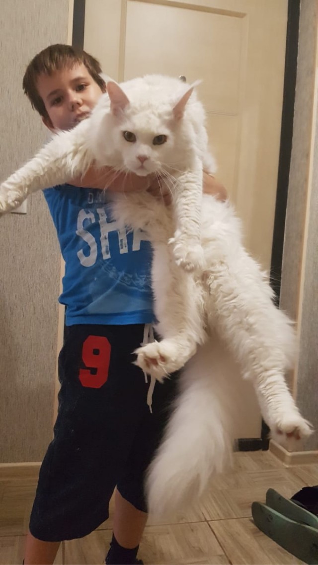 Мэйн-кун!  Котовторнику посвещается!