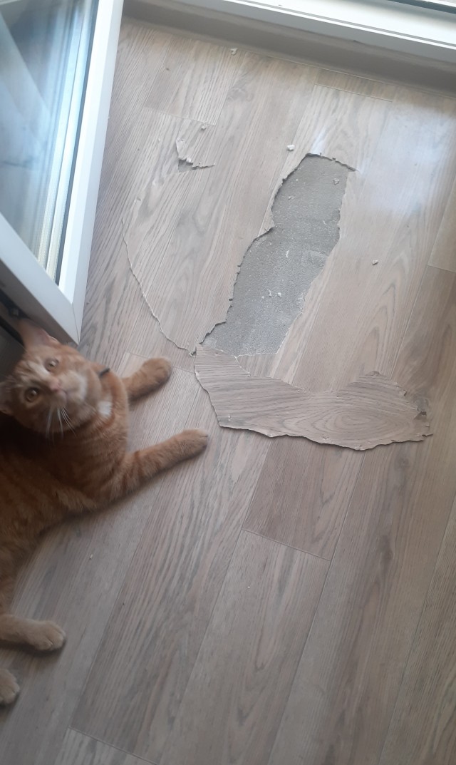 Жизнь с котом в одной картинке