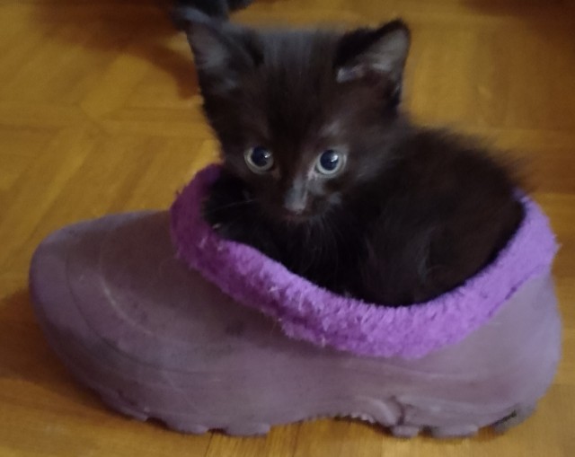 Мусор вынес сам себя