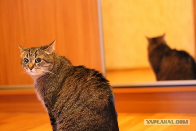 Котовторник 04.06.2013