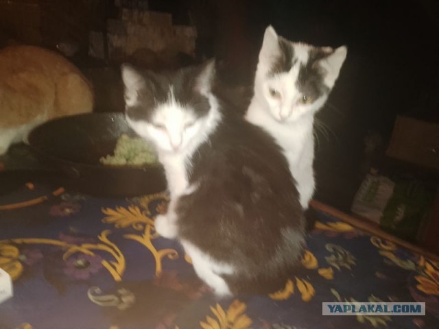 Жизнь домашнего приюта для котеек 537