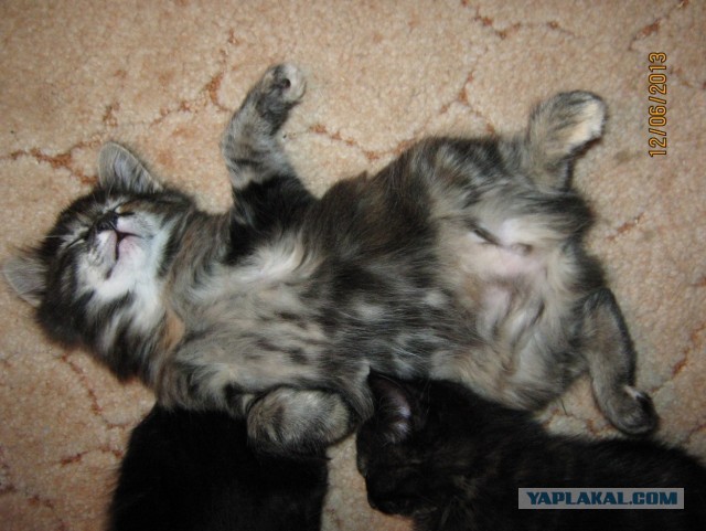 Нужны имена котятам