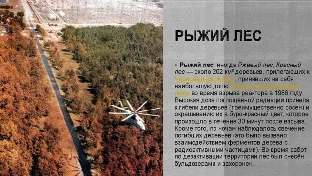 Чем закончился эксперимент по облучению леса цезием-137 в США⁠⁠