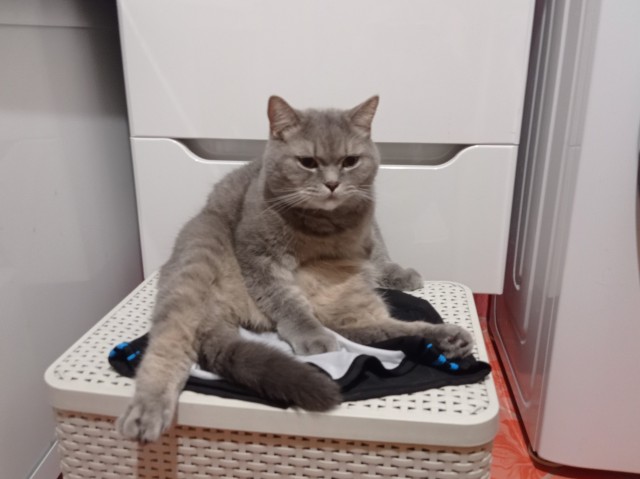 Совпало с котовторником.