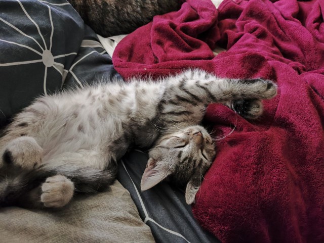 Котенок в добрые руки. Москва и МО