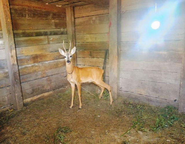 Веселая ферма: Гримо, наконец-то!