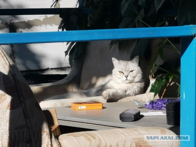 Нас и тут неплохо кормят