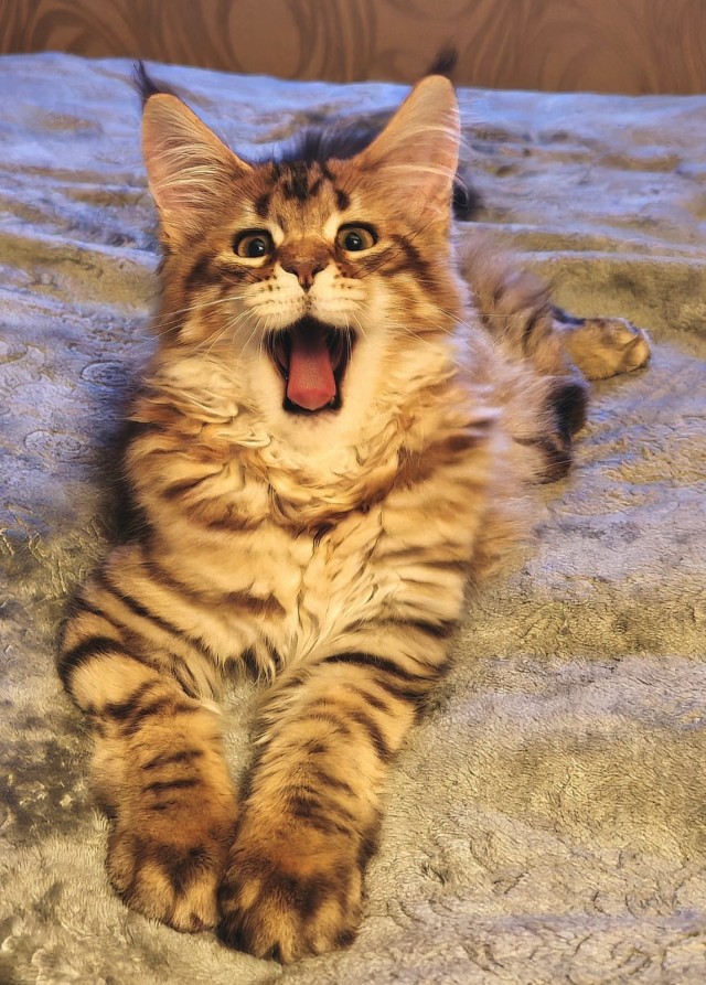 Котовторник