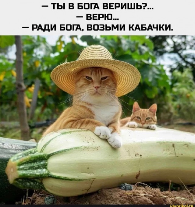 Весёлый полтишок 19.08.25