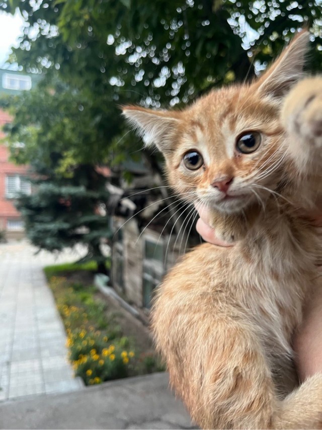 Принимайте в ряды которабов