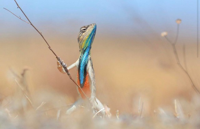 Победители и финалисты премии Wildlife Comedy Photography Awards в области фотографии дикой природы (2016)