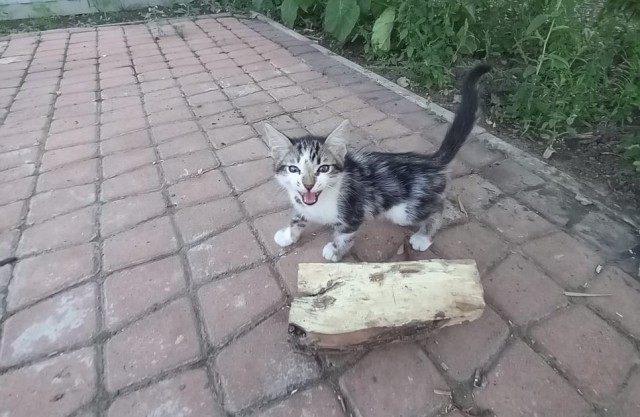 Кто из Ейска, заберите пожалуйста котенка