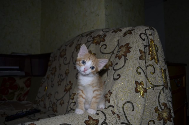 Чутка кошек