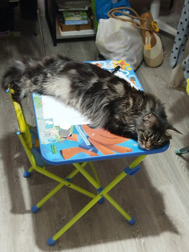 Котовторник 16.12.2025