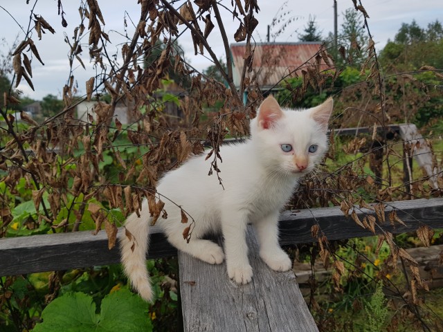 Пост про котов и кошек.