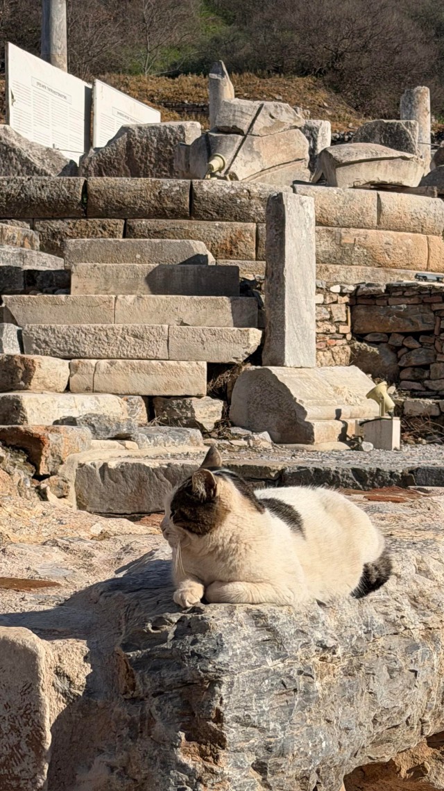 Кошки в развалинах Эфеса, Турция