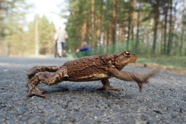 Жабка
