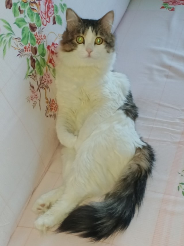 С котовторником))