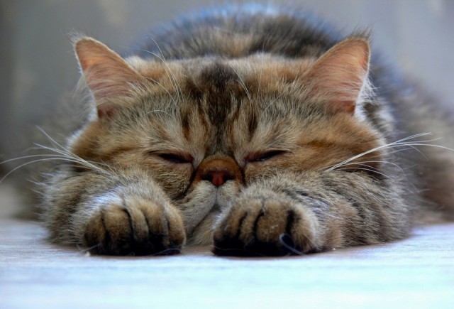Котовторник  30.07.2013