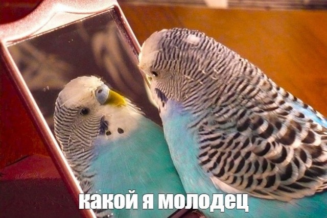 Виагра подавила развитие метастазов раковых опухолей