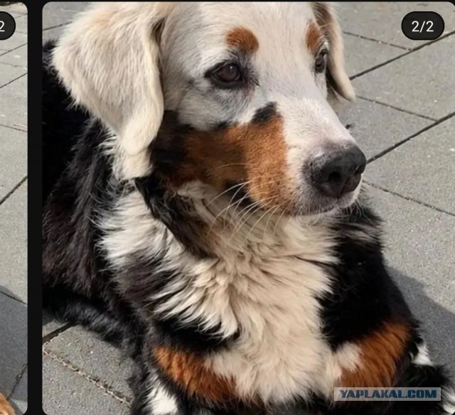 Кот поллитра