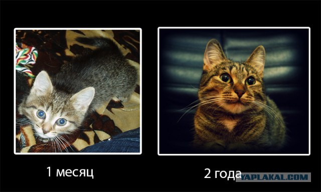 Коты и время