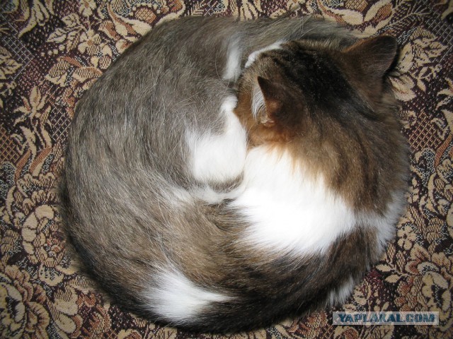 Кот в квадрате
