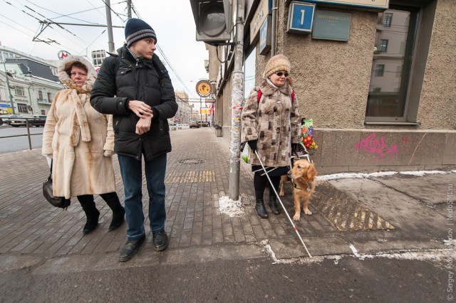 Золотые собаки