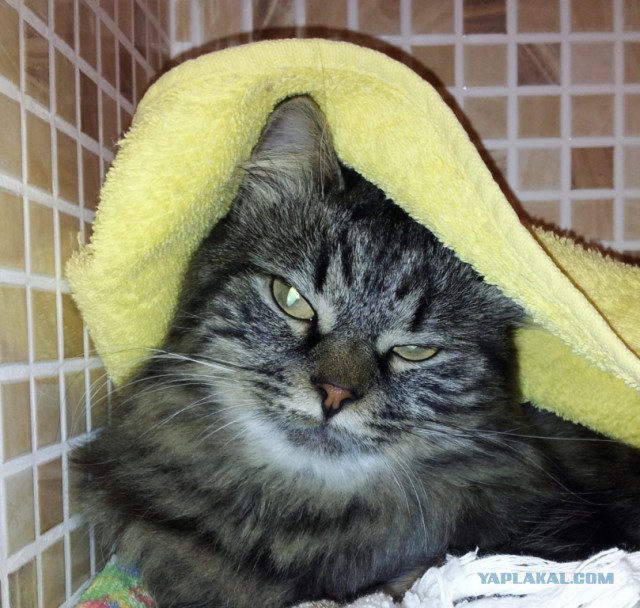 Котовторник 25.02.2014
