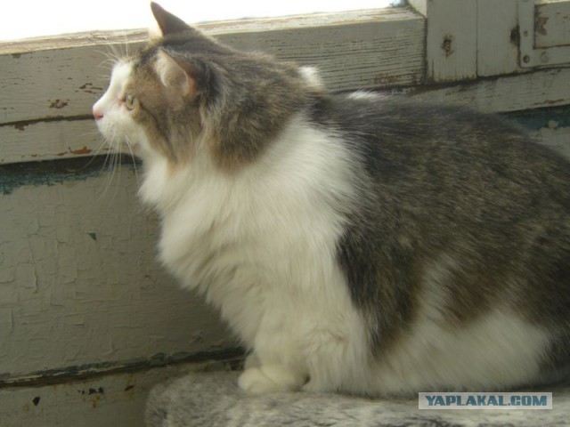 Котовторник 04.03.2014