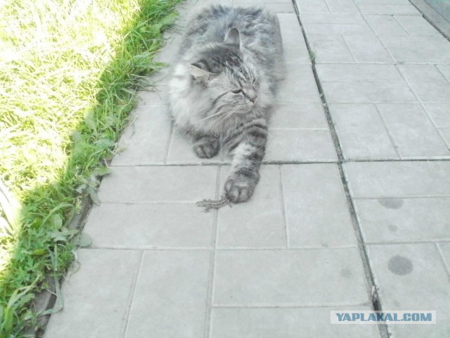 Котовторник  25.03.2014