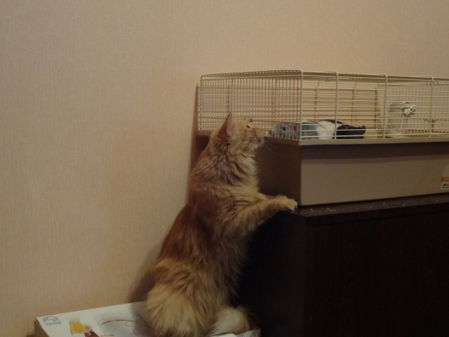 Котовторник 01.04.2014