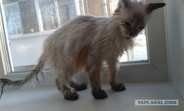Котовторник 01.04.2014