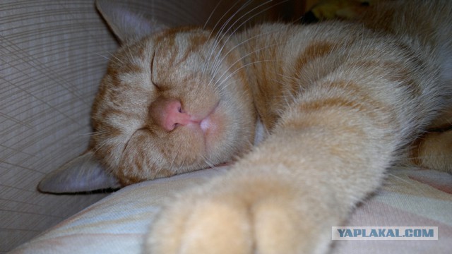 С Котовторником!